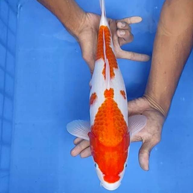 Kohaku 39cm