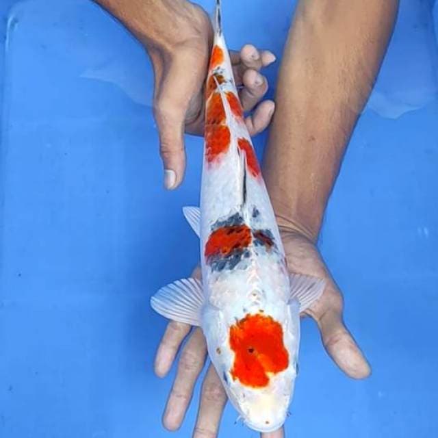 Gosiki sanke 34cm