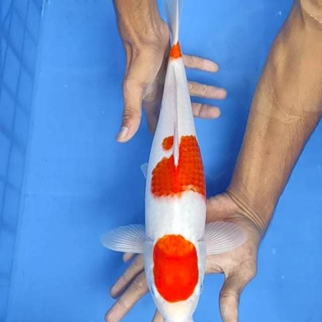 Maruten Kohaku 37cm