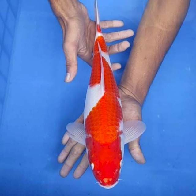 Kohaku 35cm