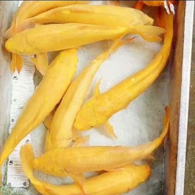 S.3 karasi mix