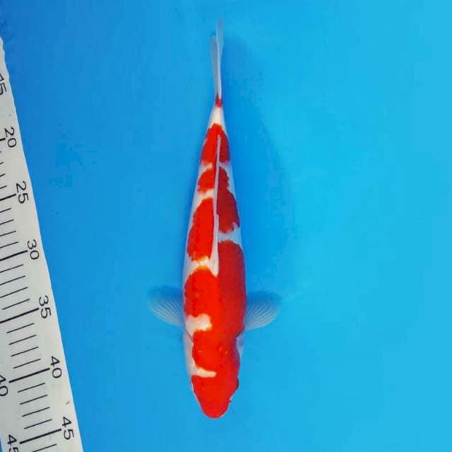 DOJO 3 - INAZUMA KOHAKU ®