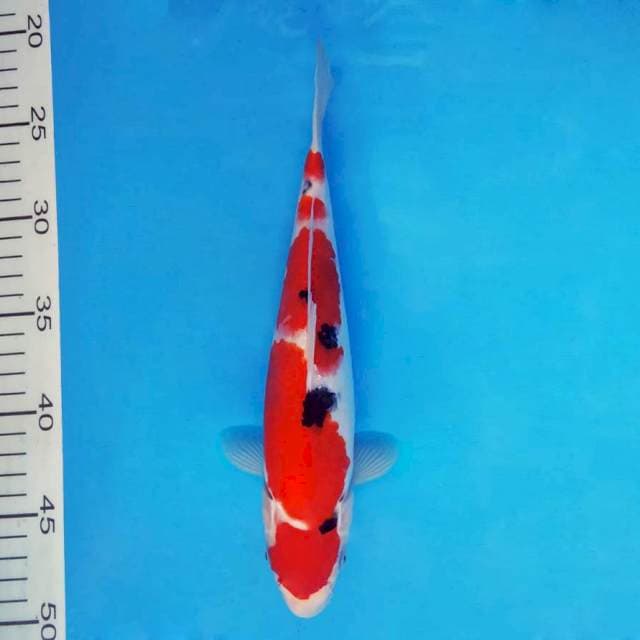 DOJO 6 - TAISHO SANKE ™