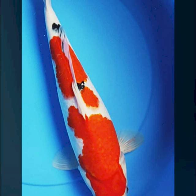 Sanke bulky 40cm