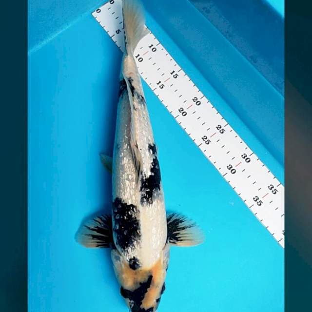 Shiro ginrin 40cm male