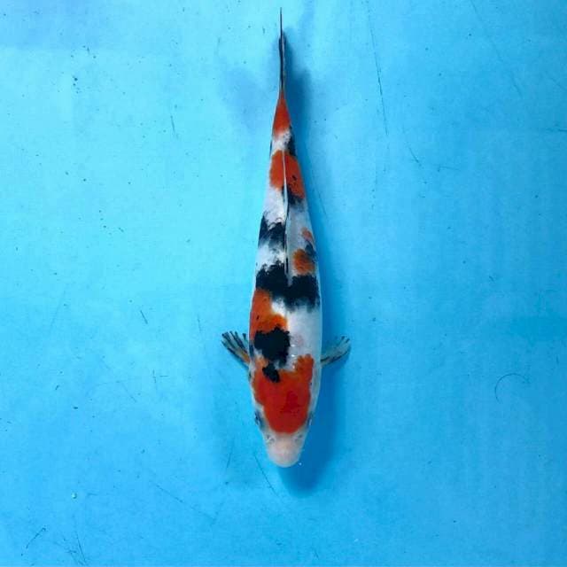 Sanke, 20 cm