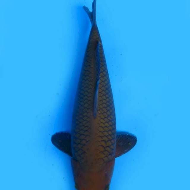 Chagoi