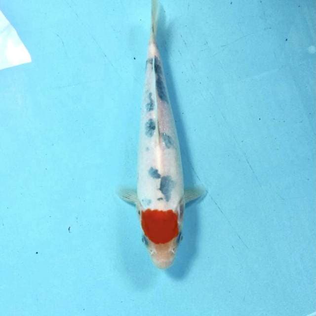 Tancho Sanke, 22cm