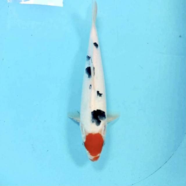Tancho Sanke, 32 cm