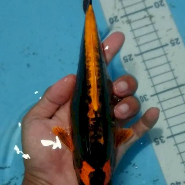 kabuto 24 cm