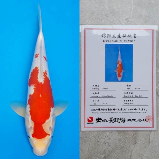 dainichi kohaku 35cm serty