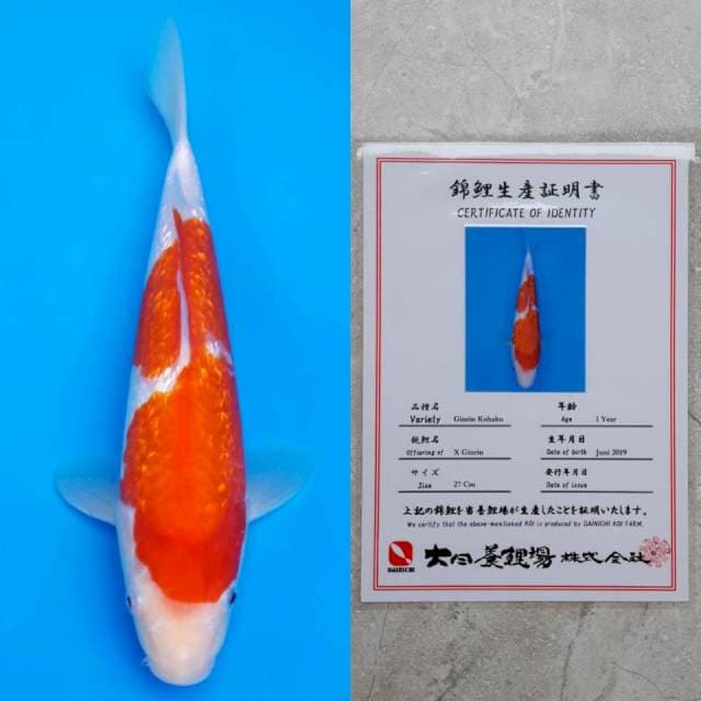 dainichi kohaku ginrin 30cm serty