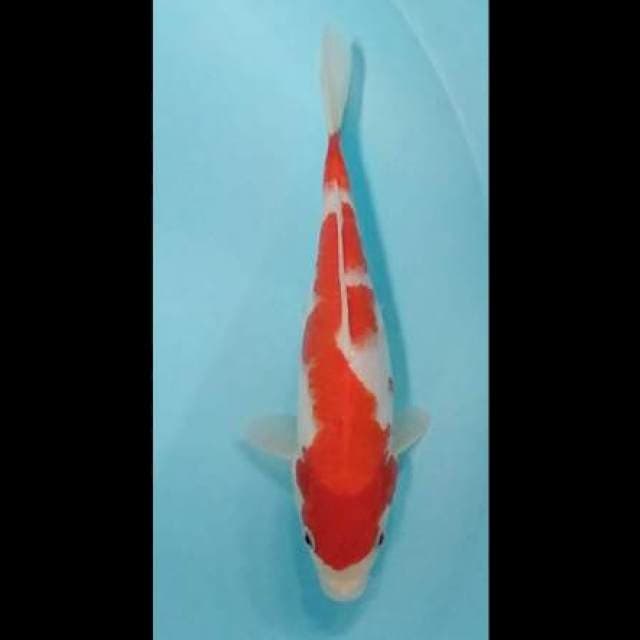 Kohaku halus