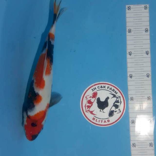 Showa 29cm