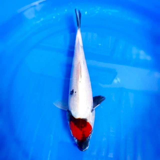 TC SHOWA ORI 31CM