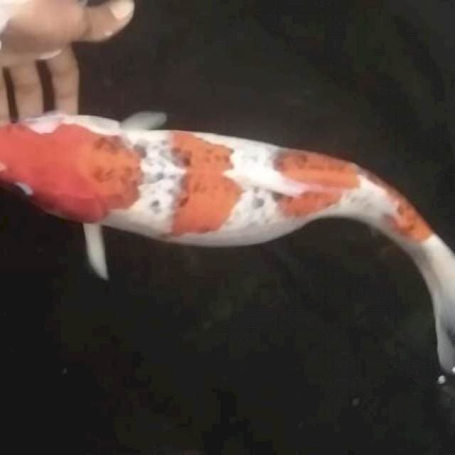 A.induk gosiki 4 step ori,47cm.siap broll