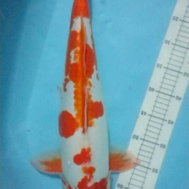 Kohaku Doit murni 57 cm indukan munuk