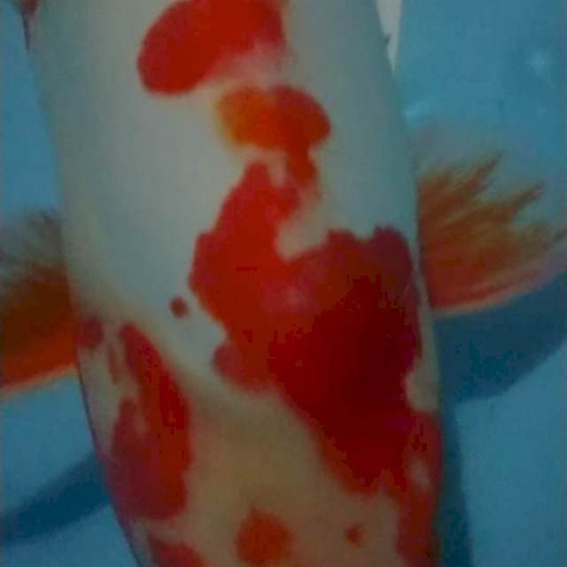 Kohaku Doit murni 57 cm indukan munuk