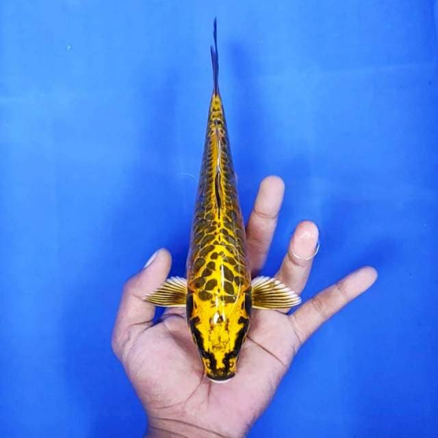 8. Mukasi Aragoke || 25 cm