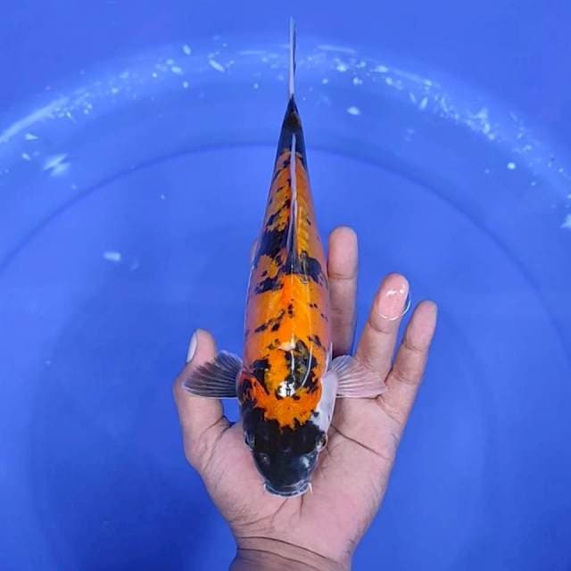 10. Showa Doitsu || 27 cm