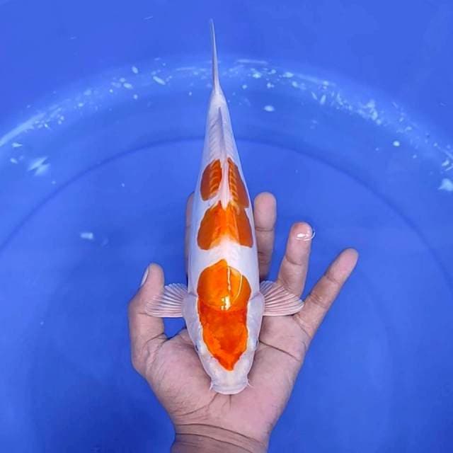 12. Kohaku Doitsu Hikari 3 Step || 26 cm