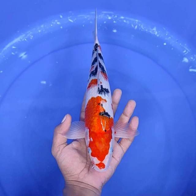 13. Sanke Tsubosumi || 31 cm