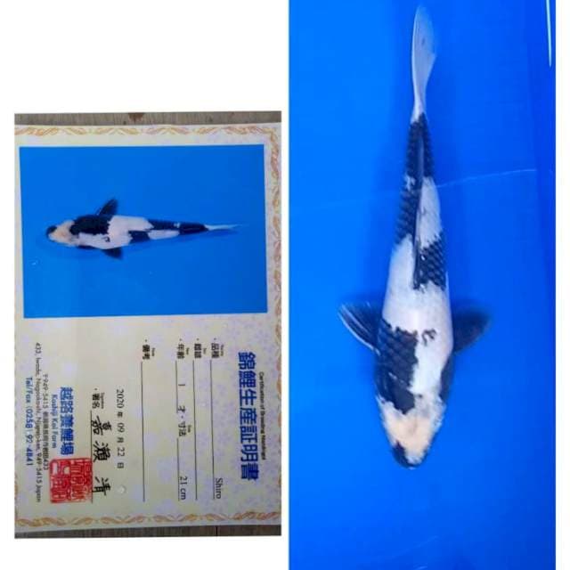 Shiro Import Serti Koshiji