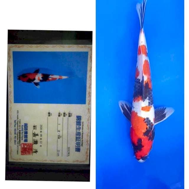 Showa Import Serti Koshiji jos