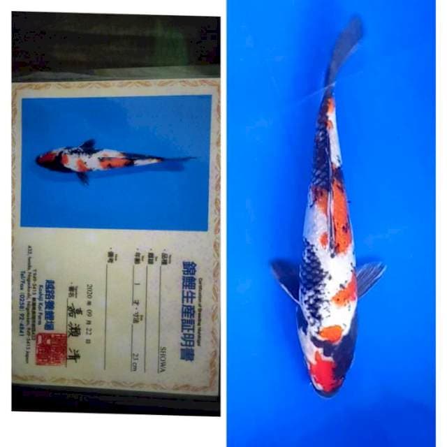 Showa Import Serti Koshiji