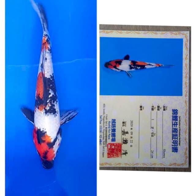 Showa Import Serti Koshiji jos