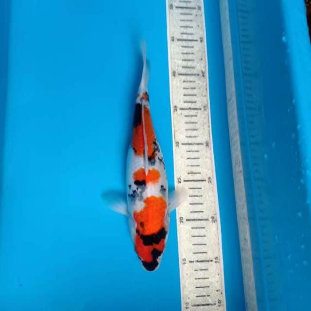 Sowa 29cm