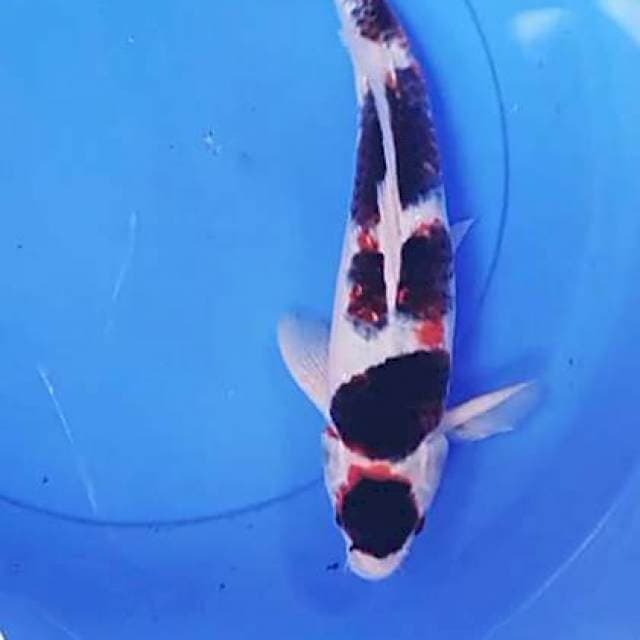 Goromo 36 cm