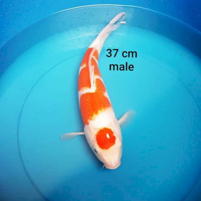 KOHAKU 37