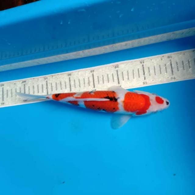 Sanke 30 cm