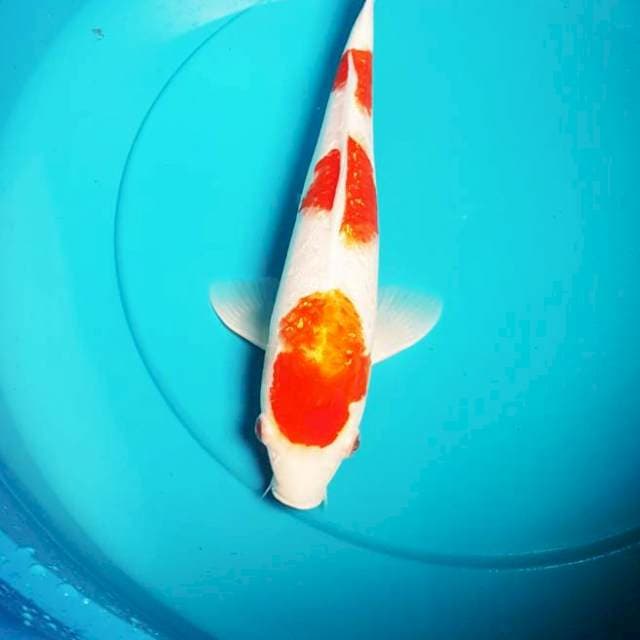 KOHAKU FULL GINRIN 35