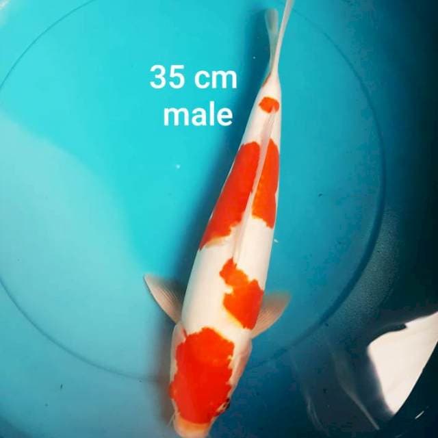KOHAKU DOITSU MURNI 35