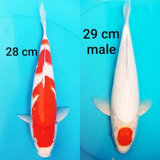 KOHAKU 3 STEP&KOHAKU TANCHO MERAH PEKAT BODY MANTAB 28&29