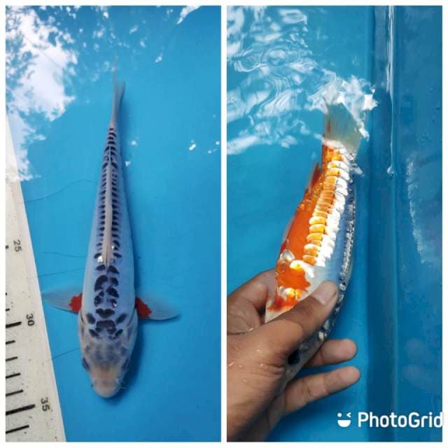 Shusui, 21cm