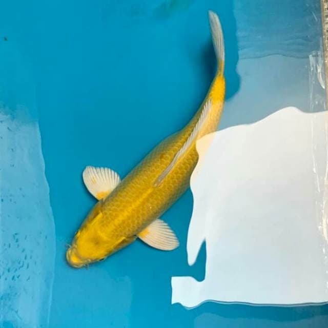 Yamabuki Ogon 45bu