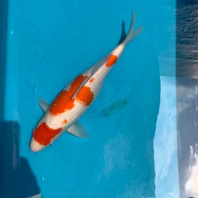 Kohaku 45bu