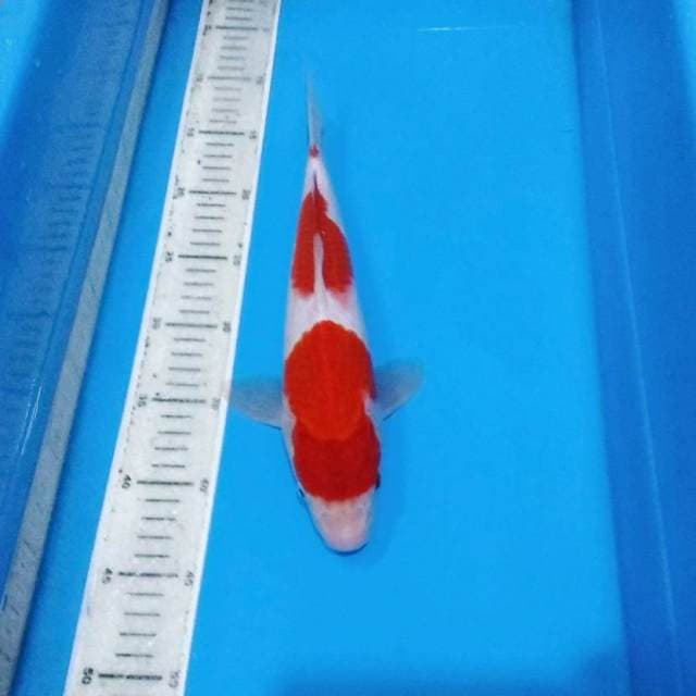 Male kohaku nidan