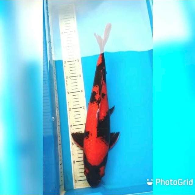 Hiu ginrin strong 44cm betina