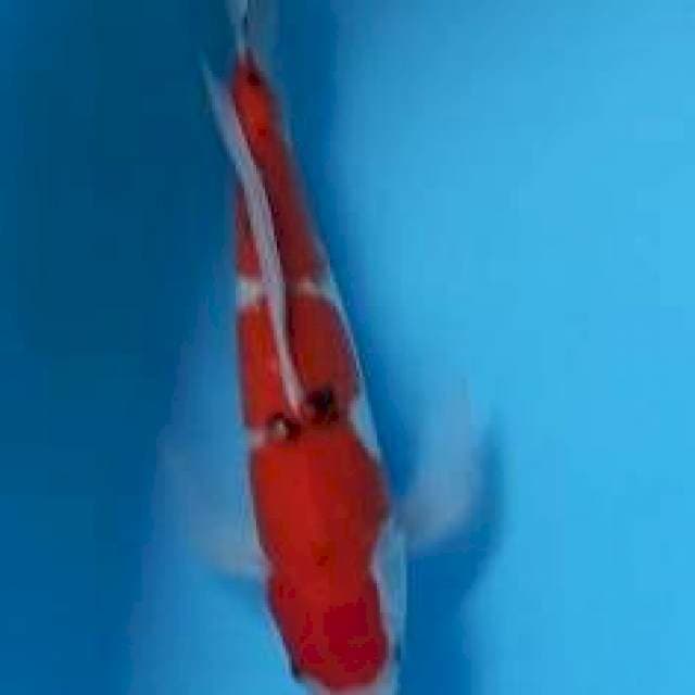 Kumpay 36 cm