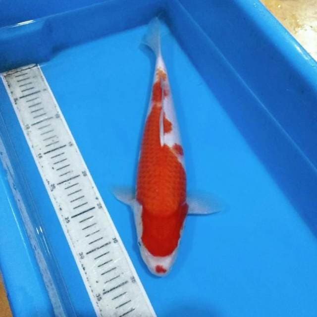 40bu kohaku boddy bagus