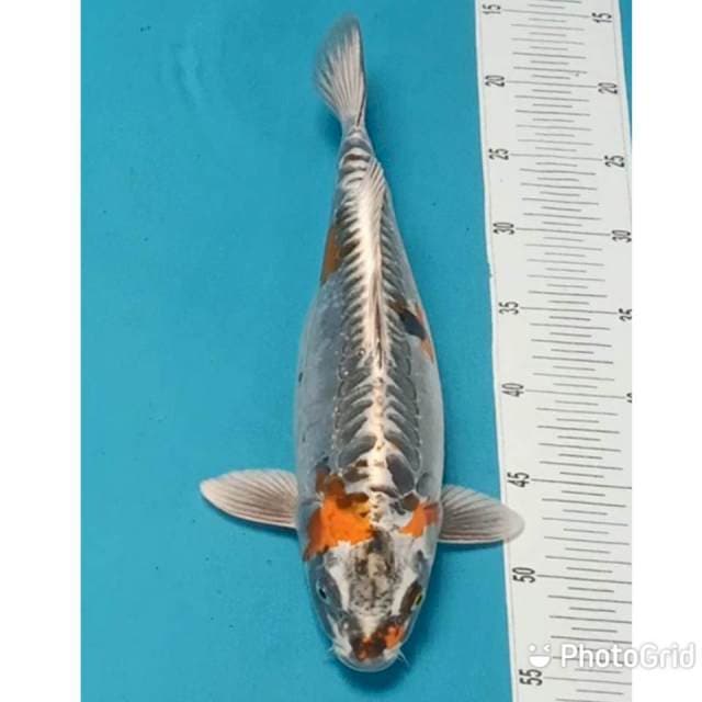 Kikokuryu punuk 35cm