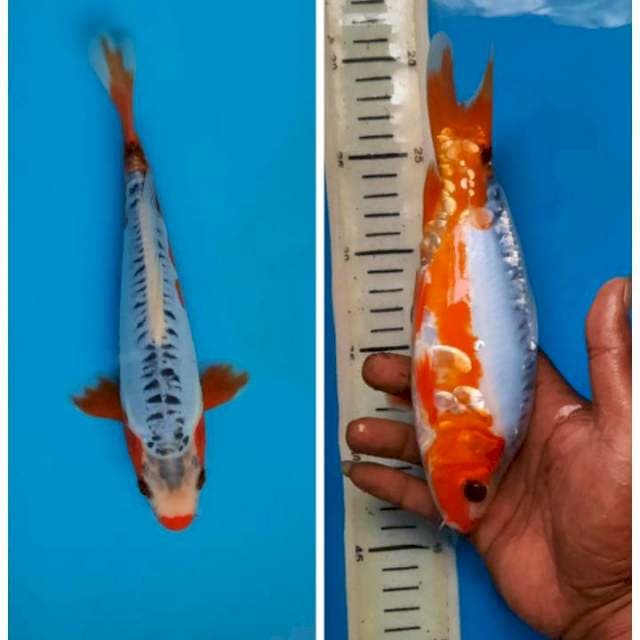 Shusui, 23cm