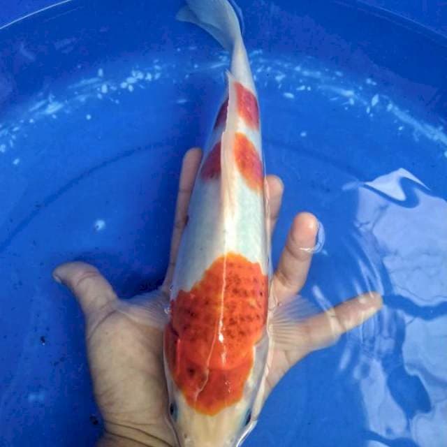 koromo 27cm