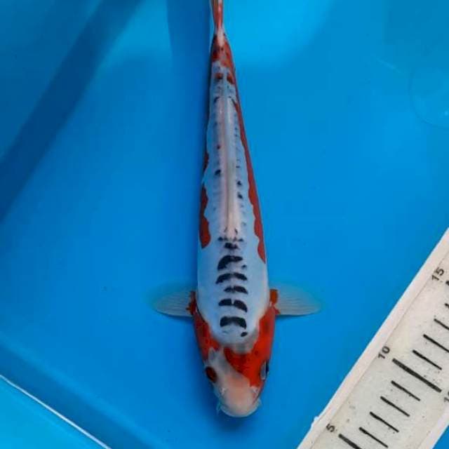 Shusui, 25cm