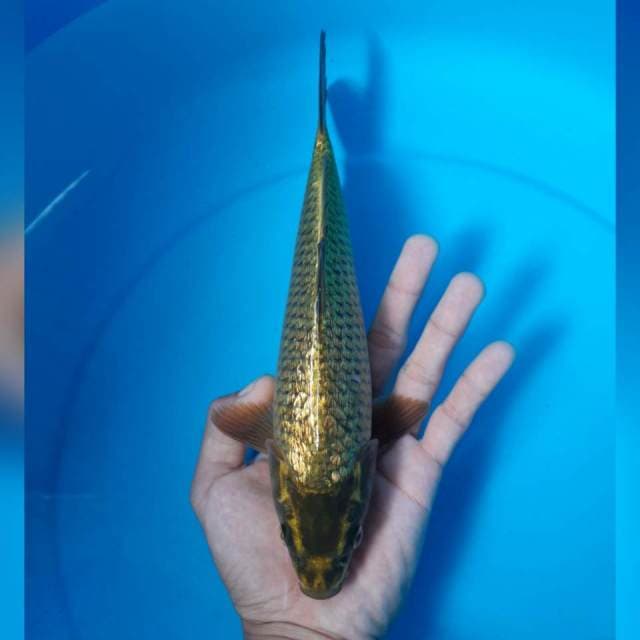 KAWARI FULL GINRIN MALE