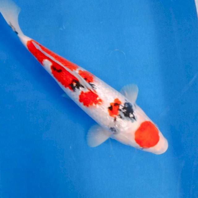 Maruten sanke ginrin ori 31cm